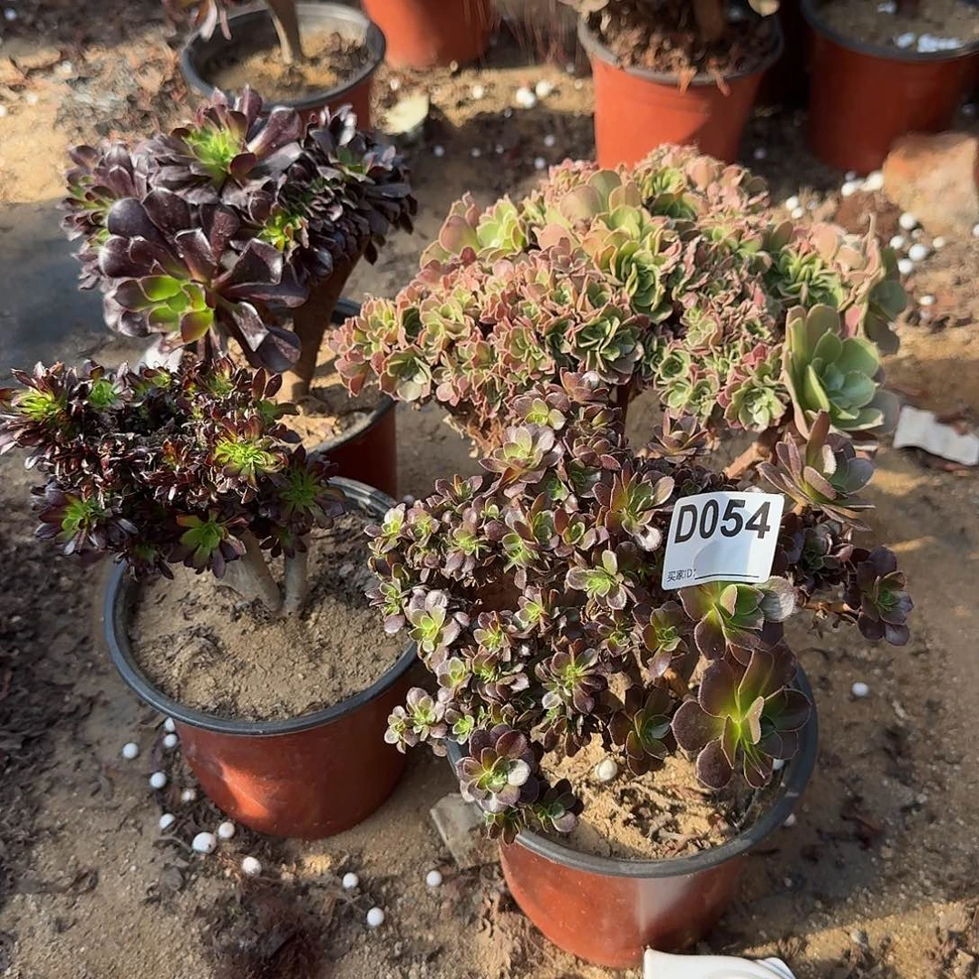 054黑法师欧紫玫瑰有伤共4颗