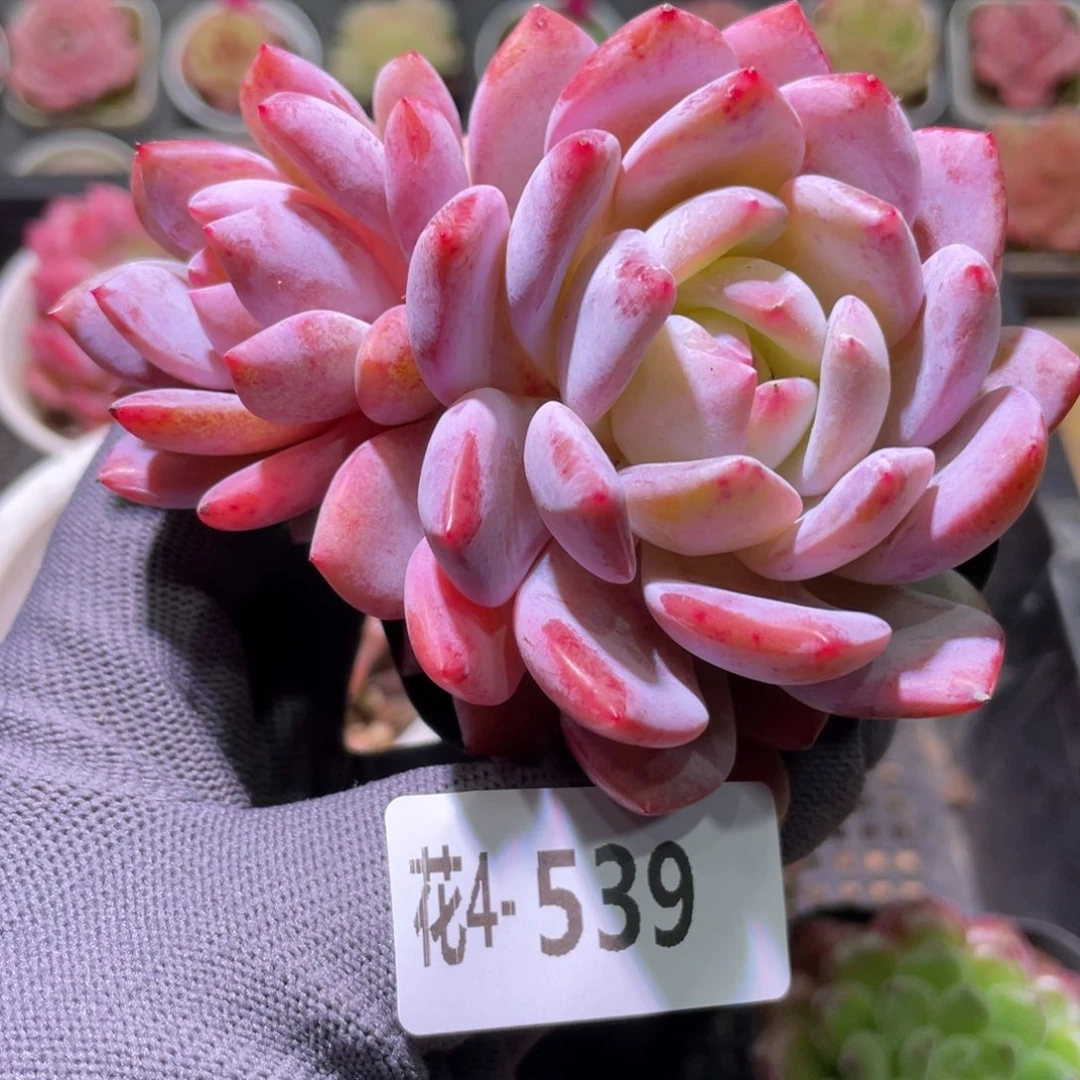 花利美4-539橙梦露