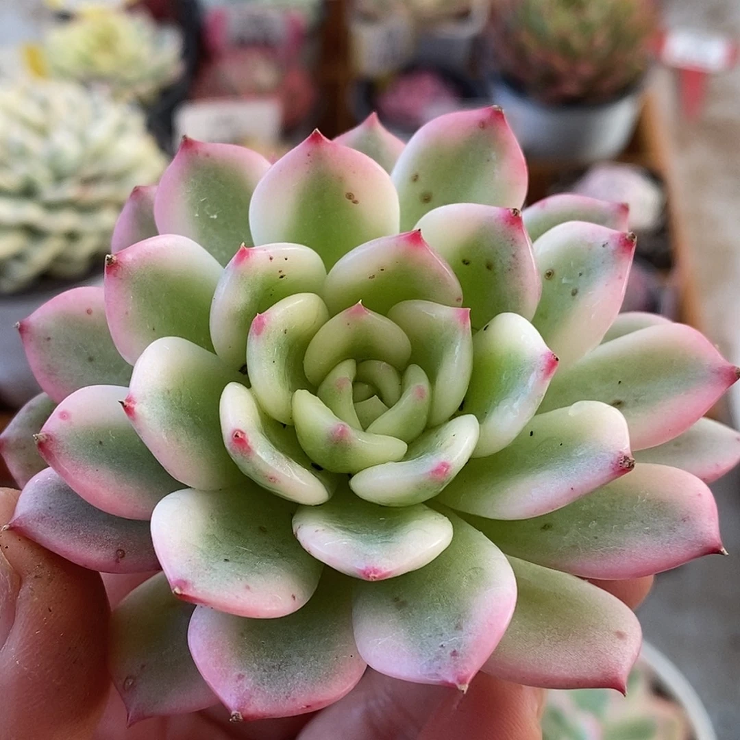 570三文鱼头盖哈哈哈哈哈