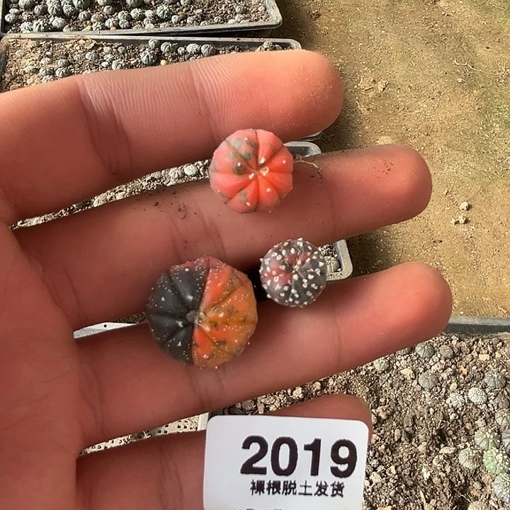 2019好三颗锦色实生兜