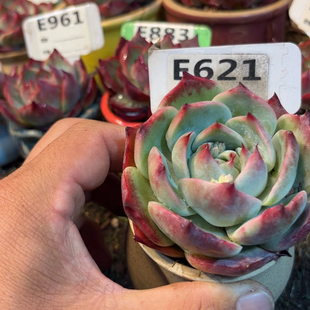 惊鸿一瞥621号多肉