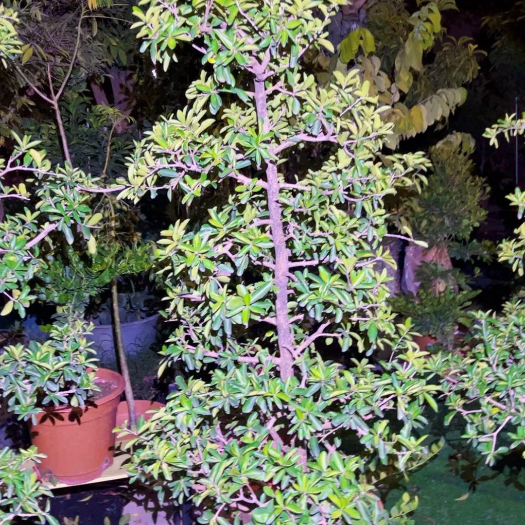 果苗。果苗。果苗6666