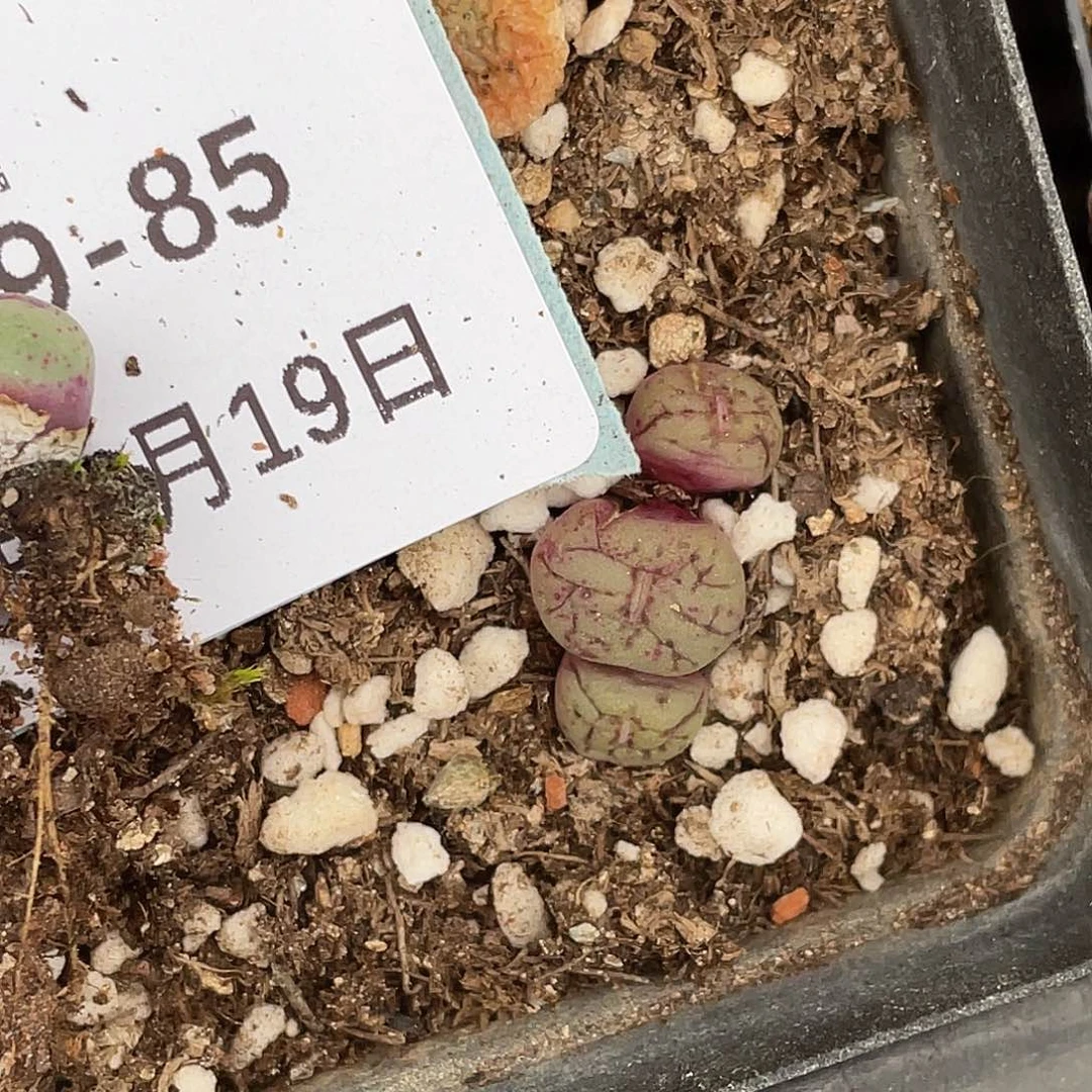 爱***桃19-85肉锥多肉植物