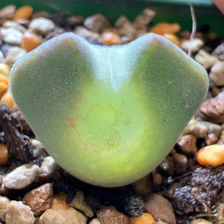 632。 青蛙种源优选两年大大大眼空蝉。