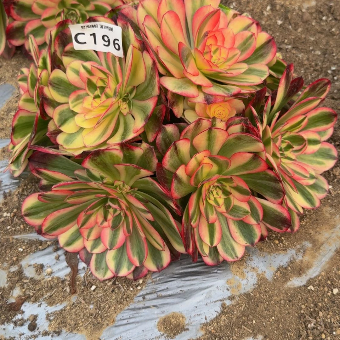 196海神。多肉植物