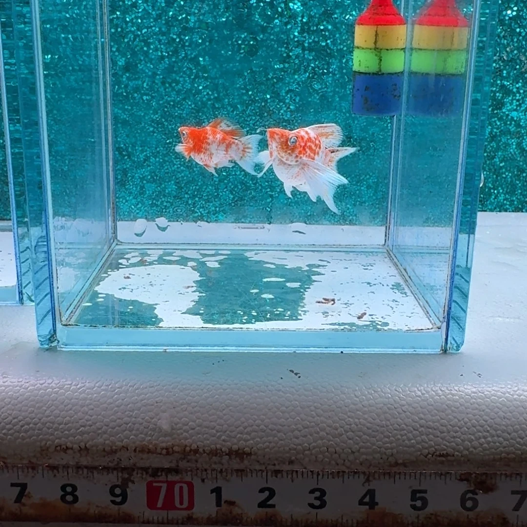 黑玛丽鱼654号玛丽2条