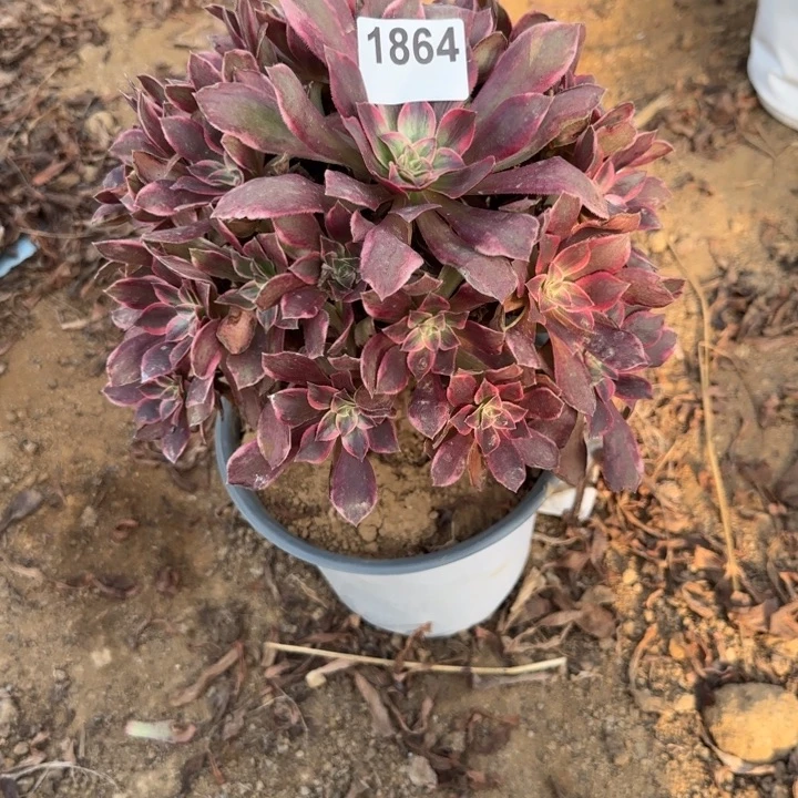 1864 清棚处理不包断枝