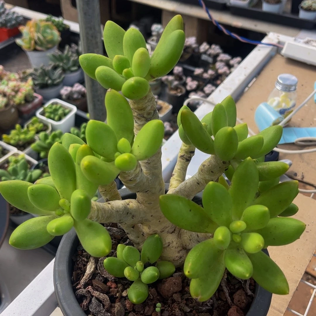 291-芒果奶多肉15cm