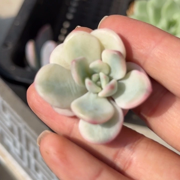 白马锦腹轮锦wu ge j