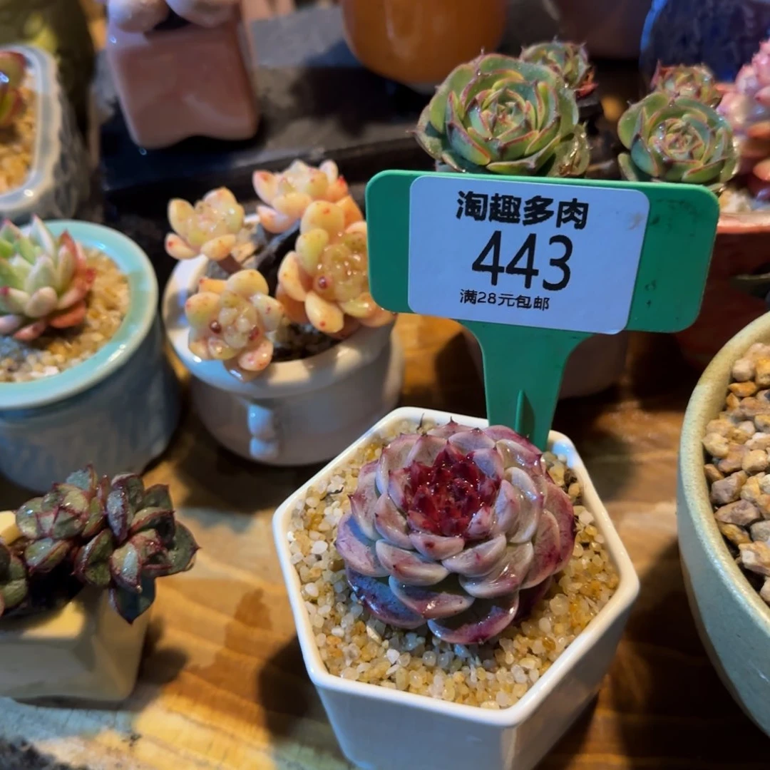 ?****多肉植物溏心天鹅绒带花盆带土