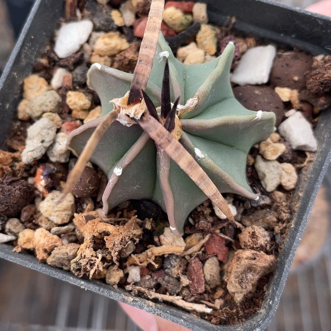 【闪购商品】水牛角大凤玉实生6666