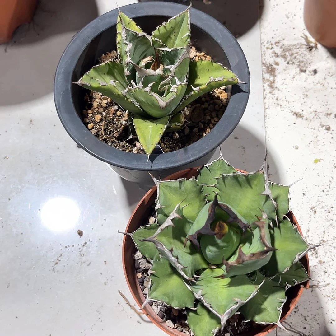 姬仁20，老白鲸组合