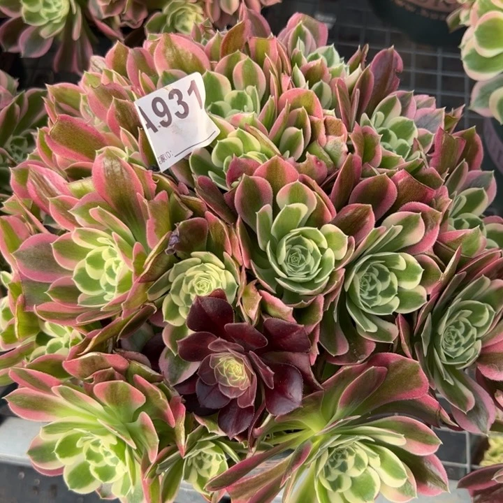 931白凤朵朵25厘米左右