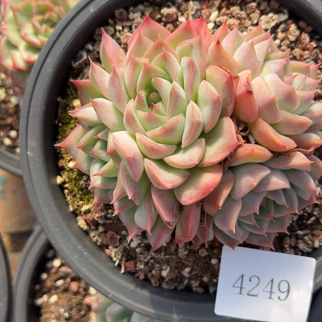 云**轻4249不包整肉肉肉肉肉肉肉