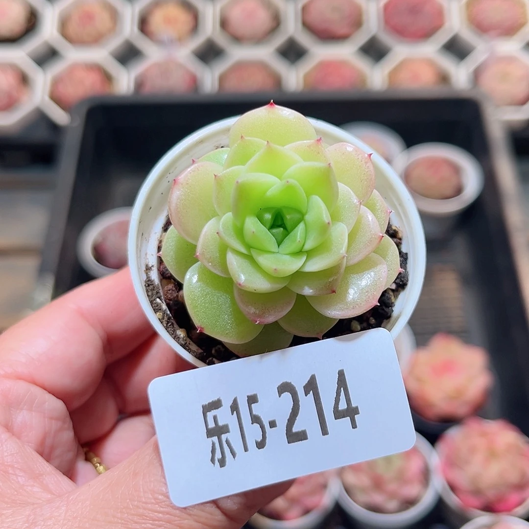 乐15-214 麦秆单头