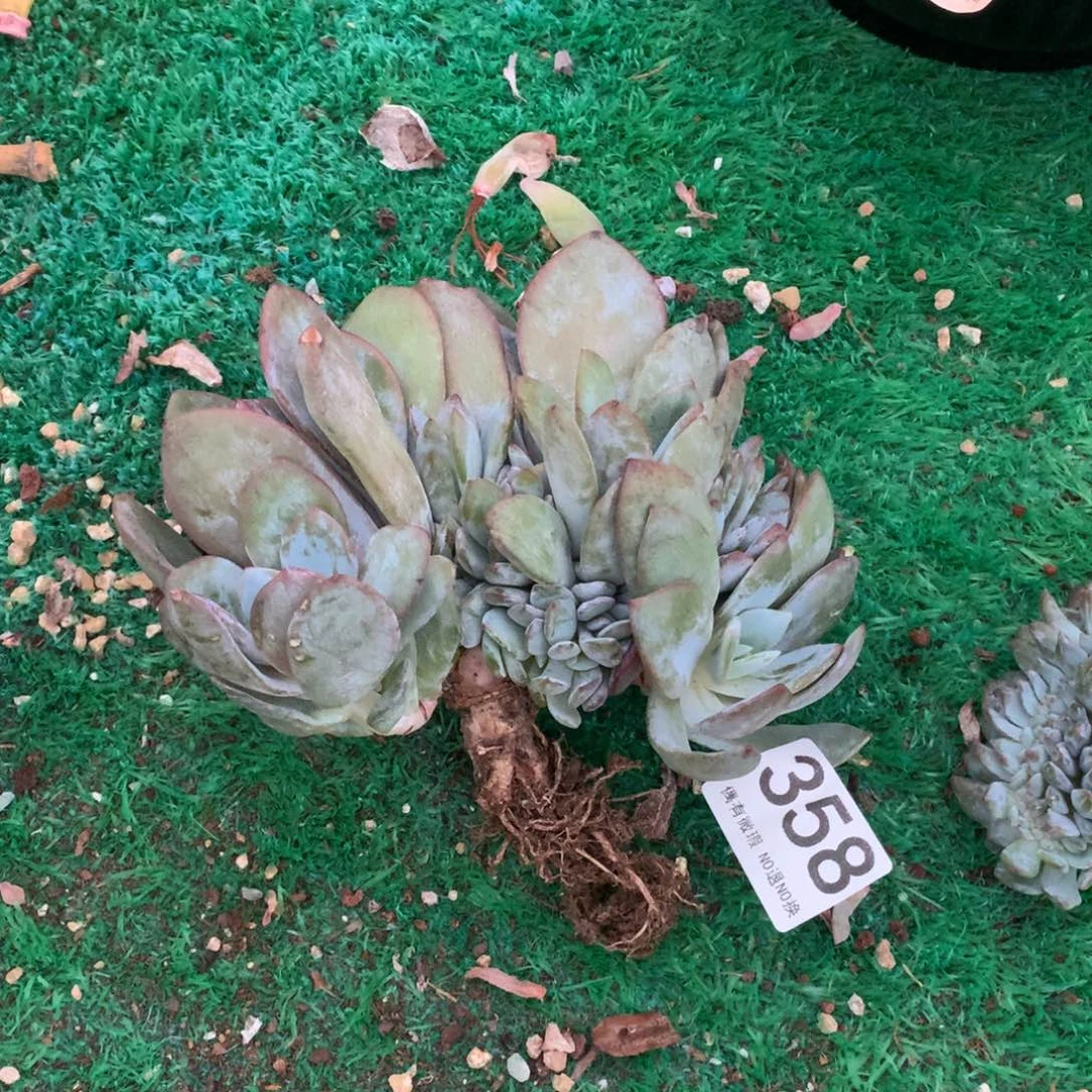 358奶茶多肉植物有瑕