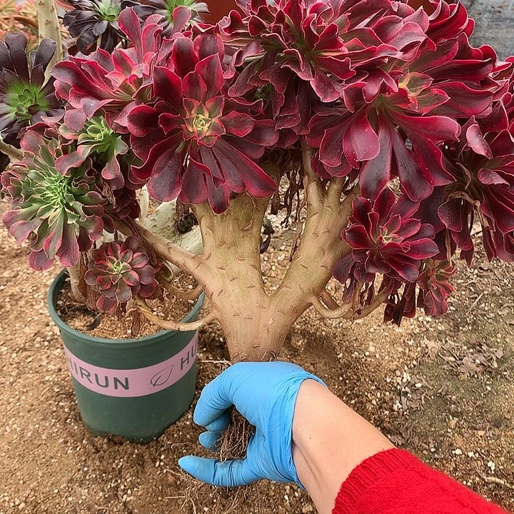 美杜莎缀脱土发货啊