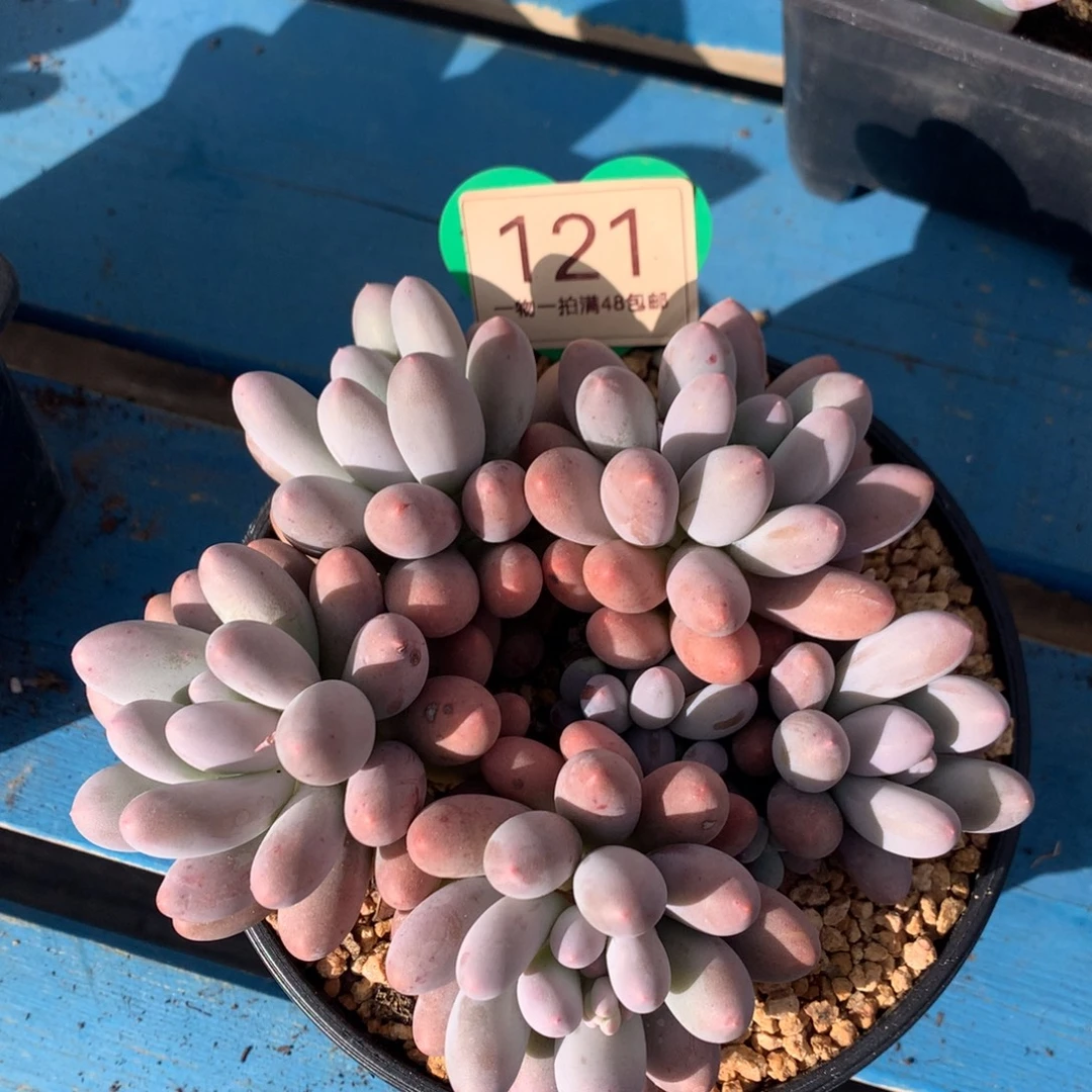 大叶汤圆无砍平头121