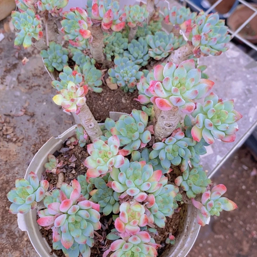 蓝苹果多头群生老桩两盆