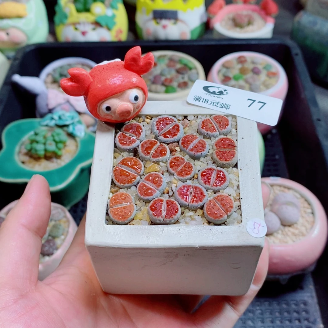 七***安生石花花花花花77