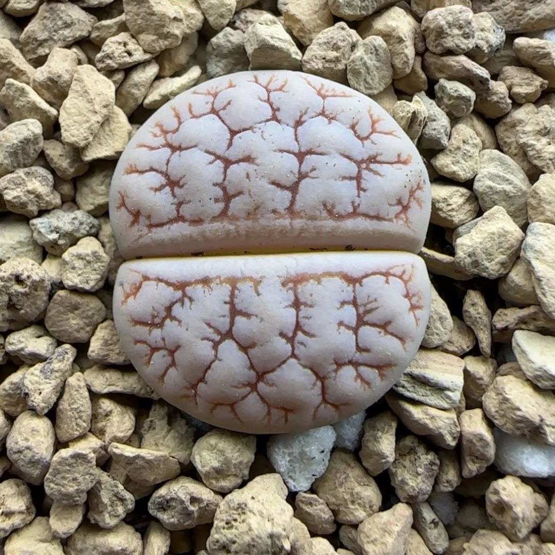 437 生石花大棚直播