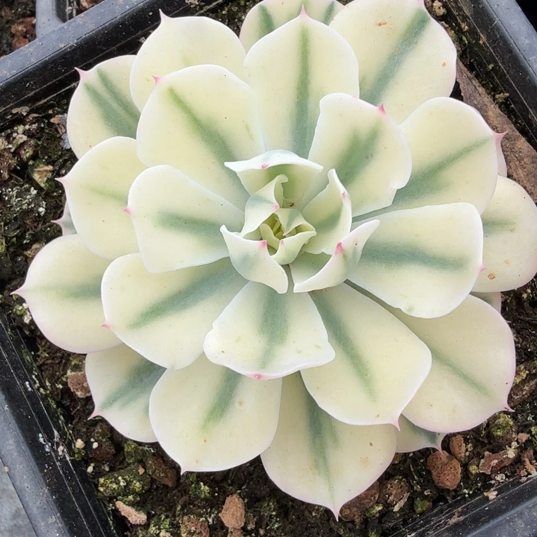 海啸锦，多肉植物。