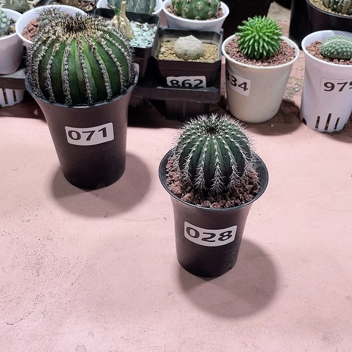 028实生尤伯球仙人球