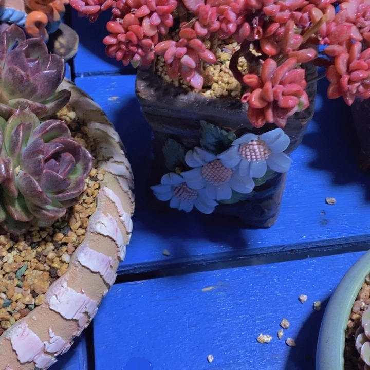 决多肉植物的生长发育