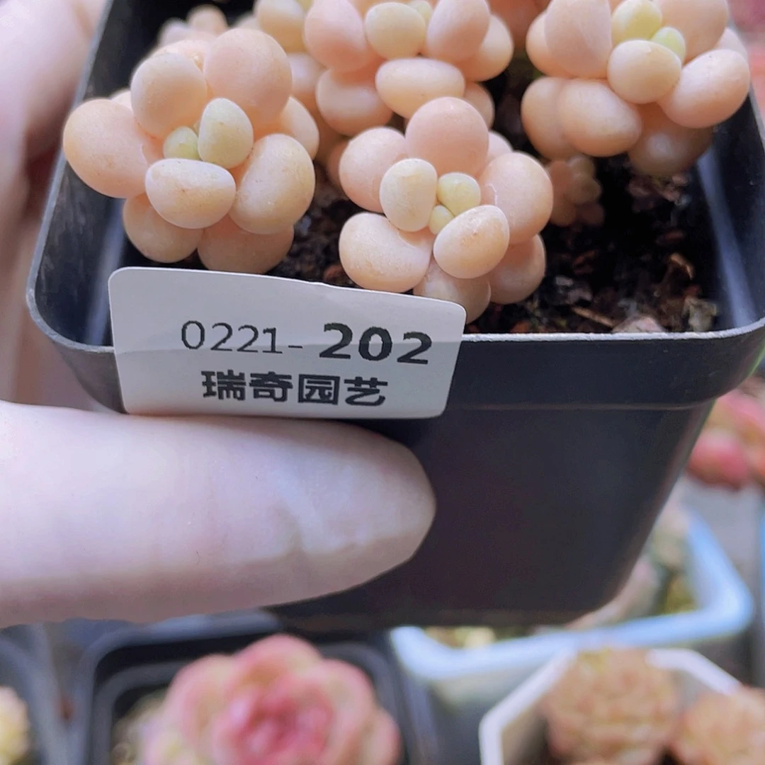 00000000 0000000000202量拍