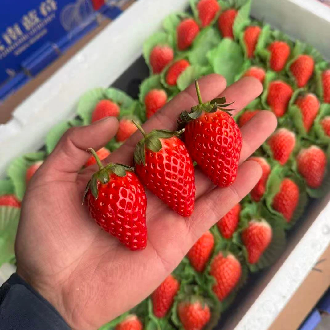 章姬奶油草莓56到63枚2.4斤毛重