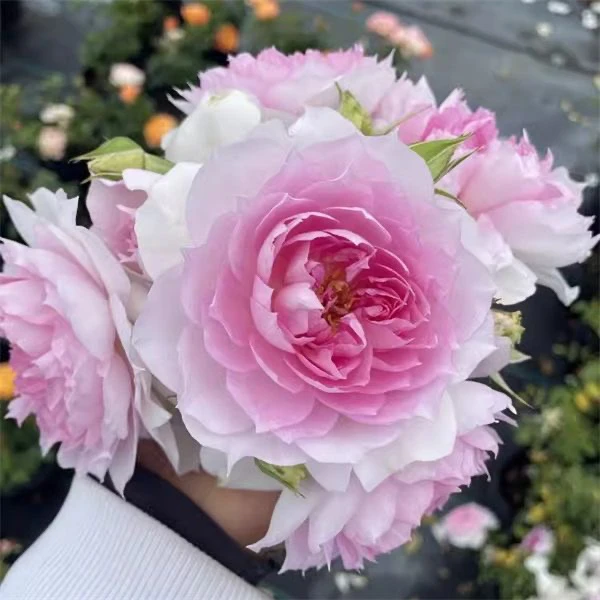 超新品夏利玛月季庭院阳台盆栽地载四季开花勤花大花浓香波浪玫瑰