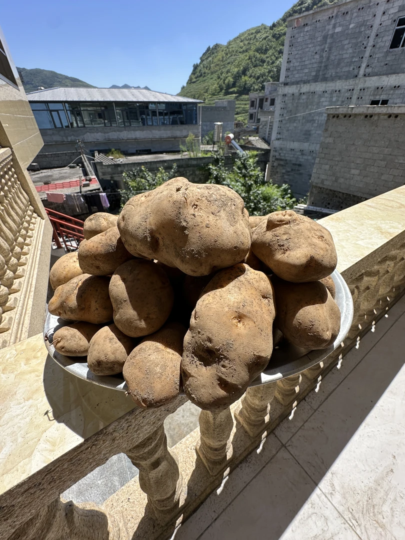 云南镇雄本地黄皮黄心洋芋