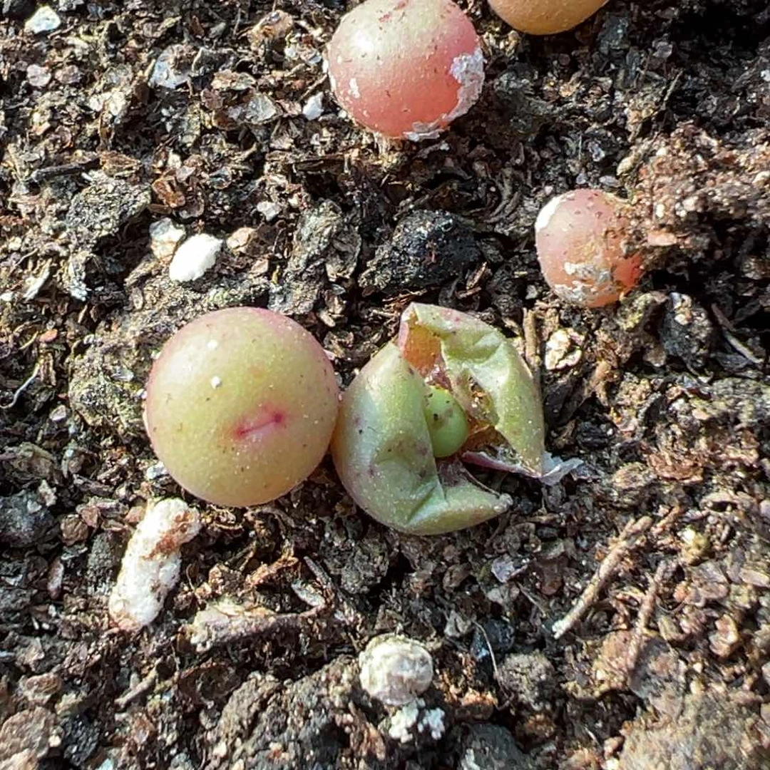 量拍园艺1380b小红嘴小苗一颗