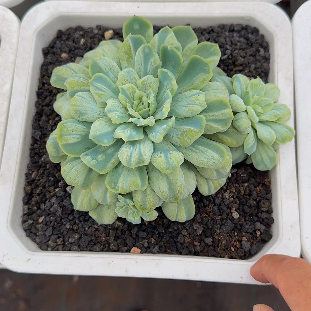泡泡纱裙  一物一拍