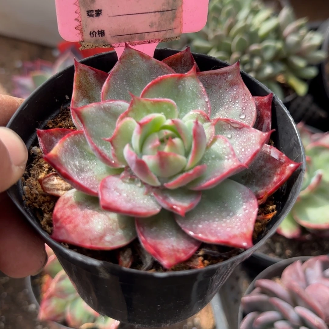 宇***辰惊鸿一物一拍包装收缩花旱973