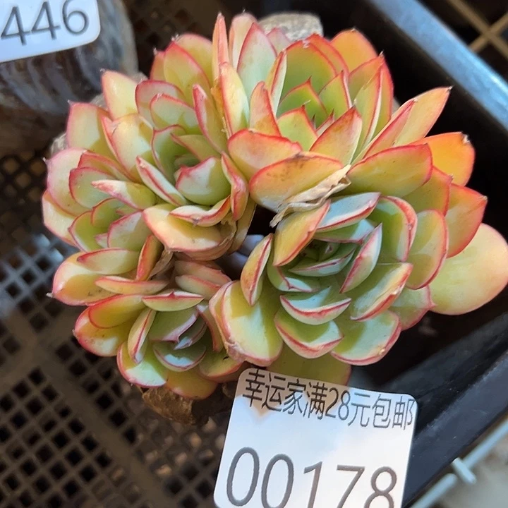 幸运的人会有好运降临