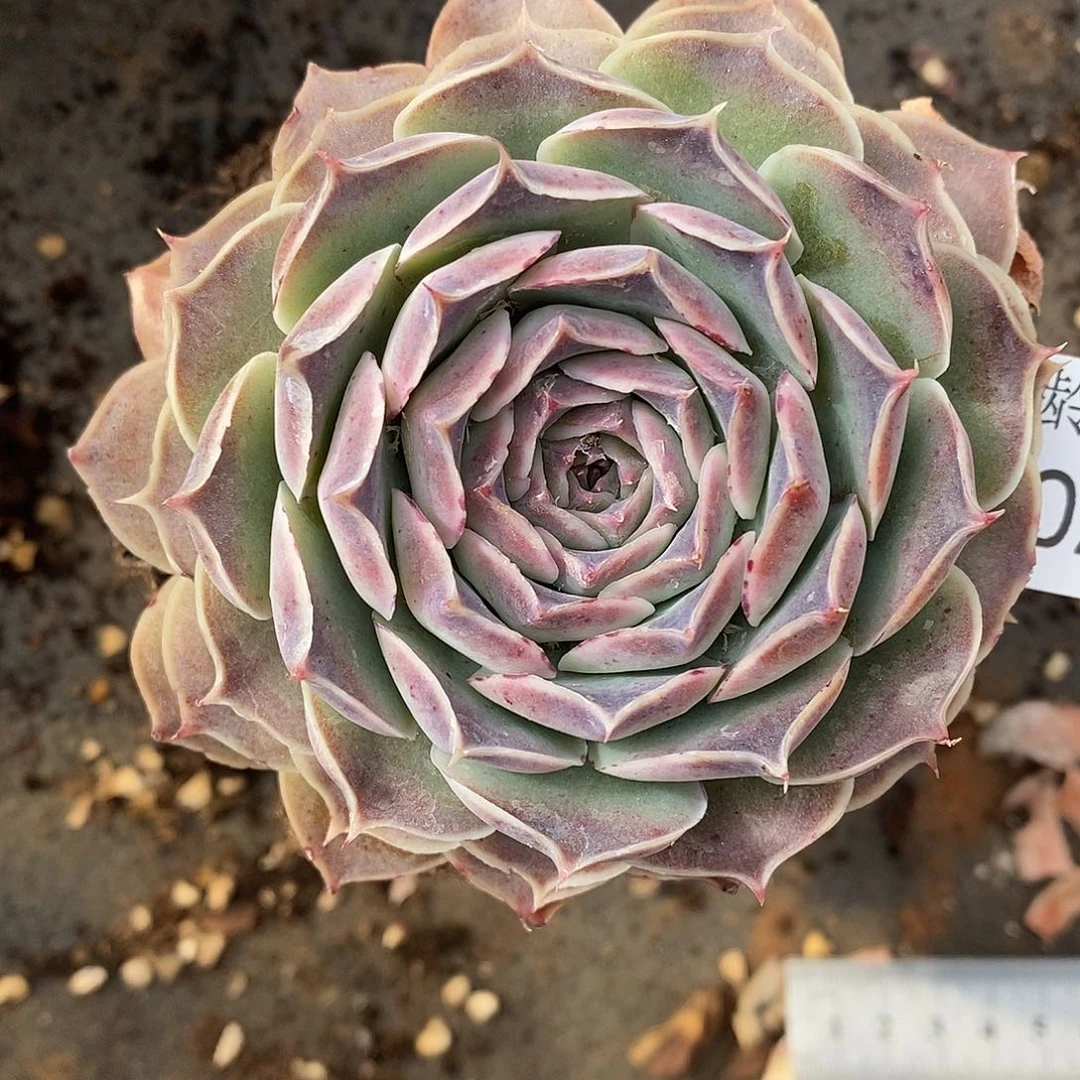 A***光4020杂交老桩基地～8厘米