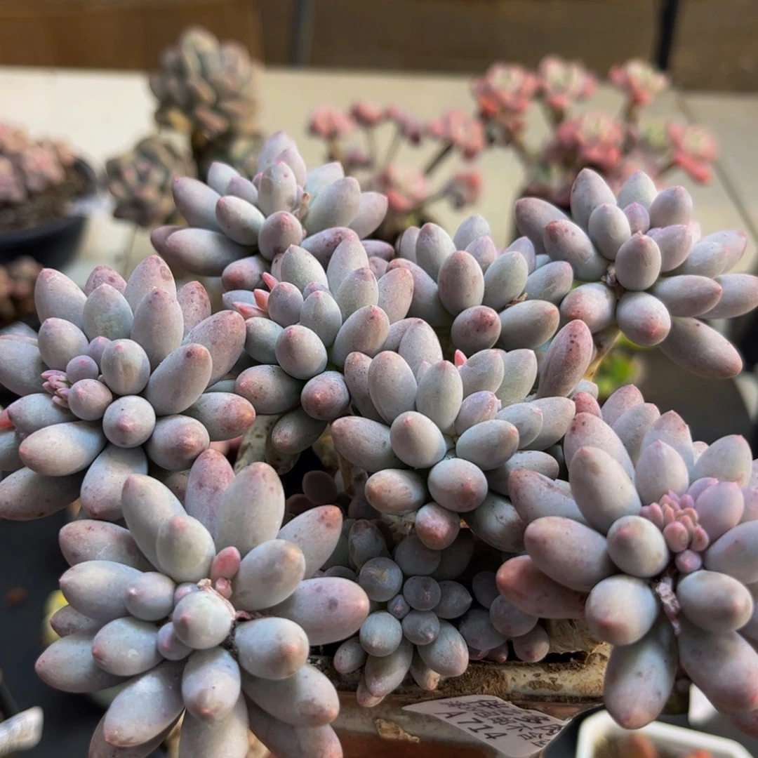 714/12cm手指奶多肉