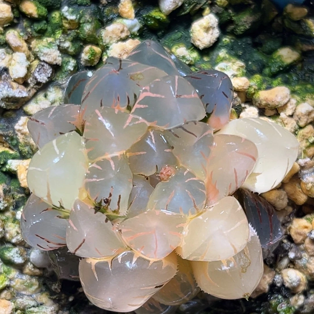 恭喜发财大吉大利0221