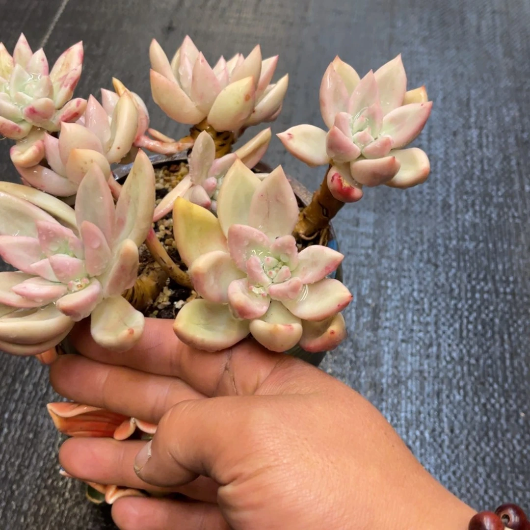 抗****克6868686886686868