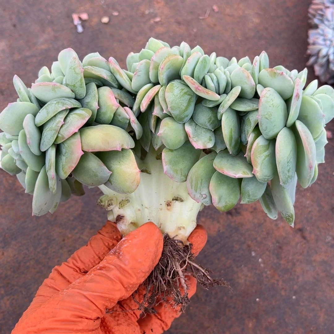 柚子茶缀化00000000000000941号