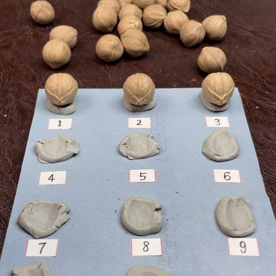 手串/手链橄榄核朝**拾21.27梅林铁核