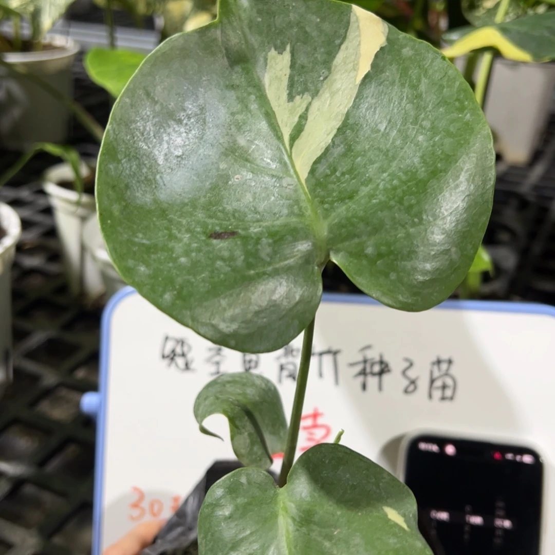 完全开放炸鸡专拍