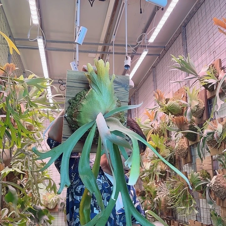 无花朵Double A。 a30。