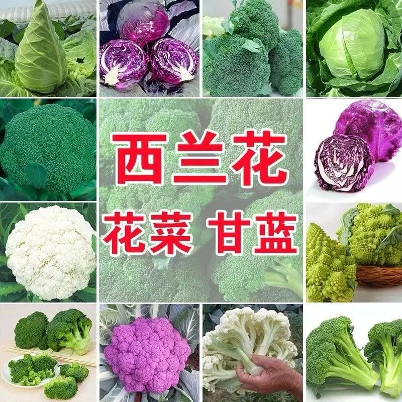 可混搭牛心甘蓝苗花菜苗西兰花苗带土发货秋冬耐寒室内庭院盆栽