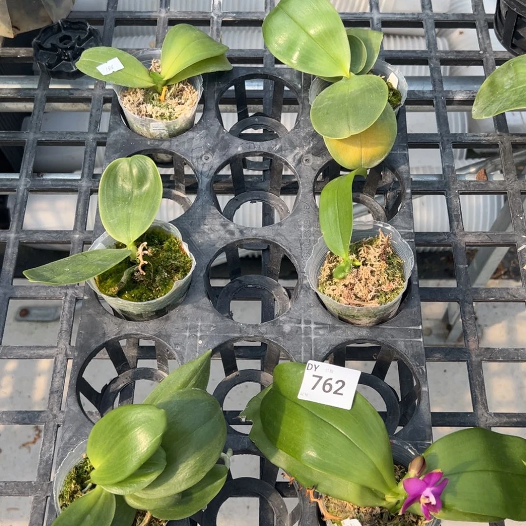 完全开放762号特价瑕疵苗88/6颗任何原因不售后