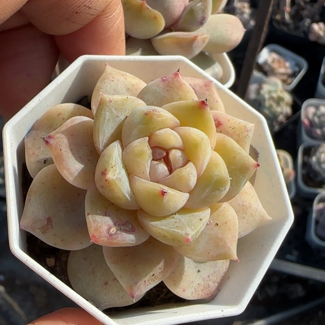 多肉小卡拉米糖心一物一拍