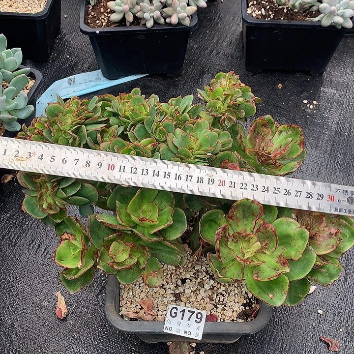 红菱缀化 七夕返场 9.8号后发