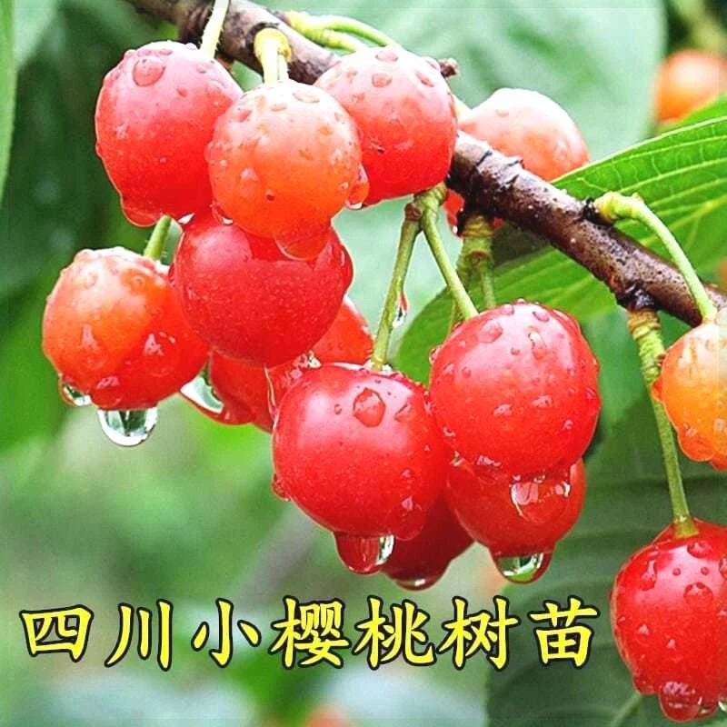 樱桃树苗四川小樱桃树苗土樱桃树苗南北方四季易种当年结果