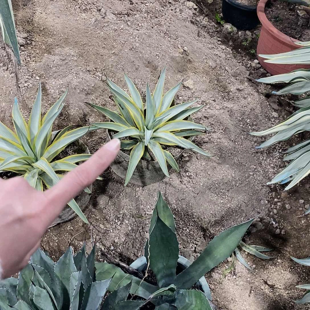 渤***16638专拍。